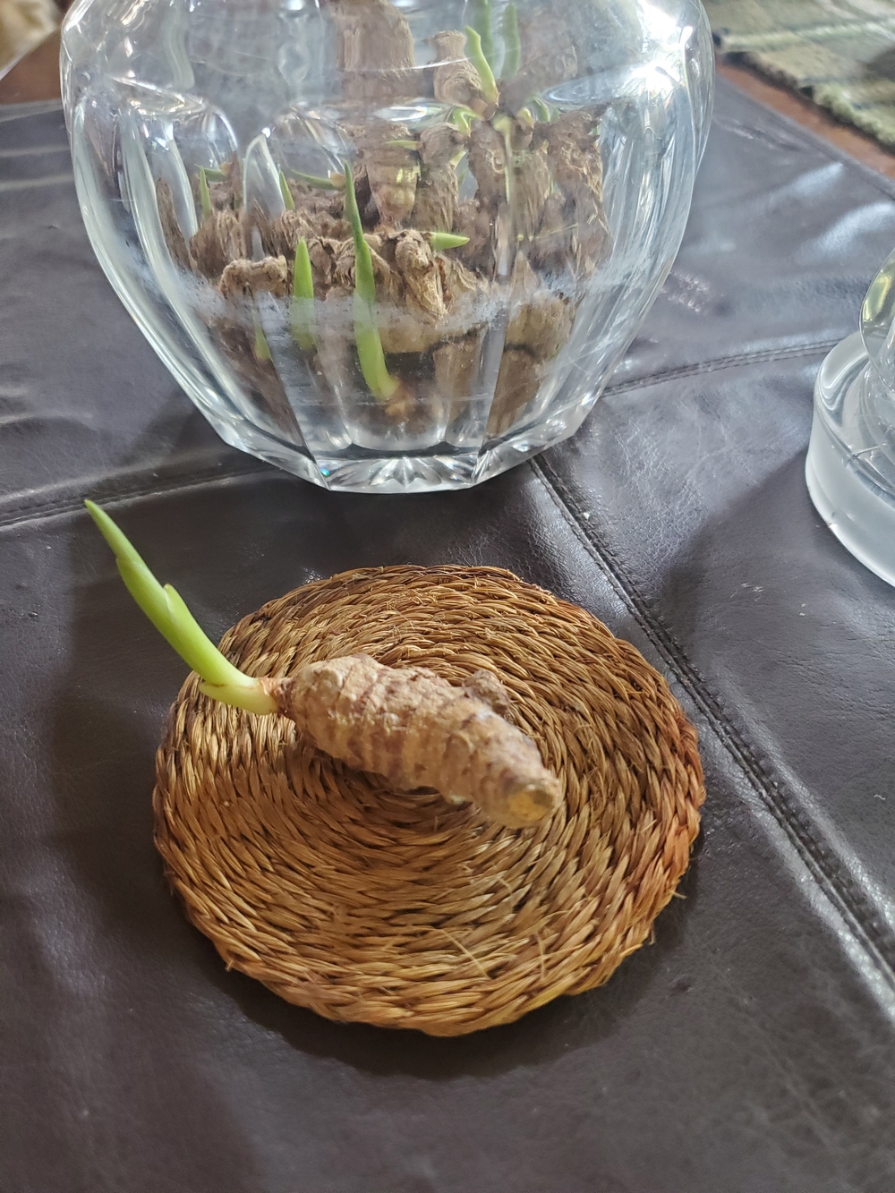 Natural Turmeric Root Sprouts - Picture 2 of 3